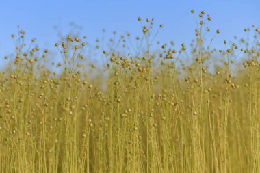 Dry flax on a field in Normandy clipart