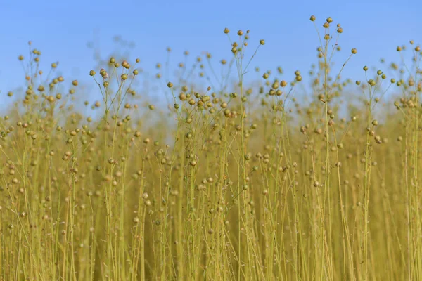 Dry flax on a field in Normandy — Stock Photo, Image