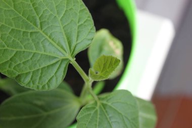 Yeşil bir tencerede kapalı bitkiler