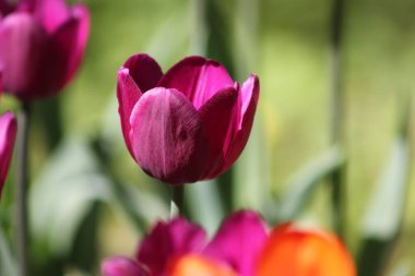 Güzel çiçekler bayram hediyesi.