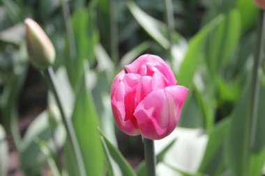 Güzel çiçekler bayram hediyesi.