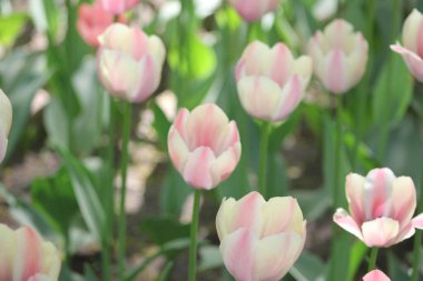 Güzel çiçekler bayram hediyesi.