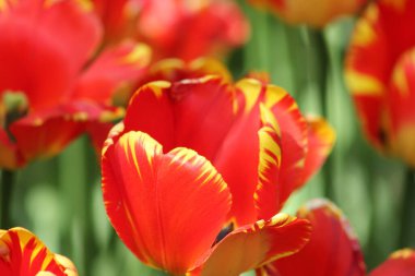 Güzel çiçekler bayram hediyesi.