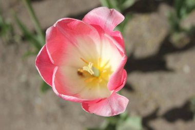 Güzel çiçekler bayram hediyesi.