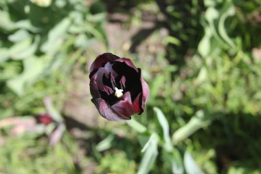 Doğada güzel ve sulu laleler