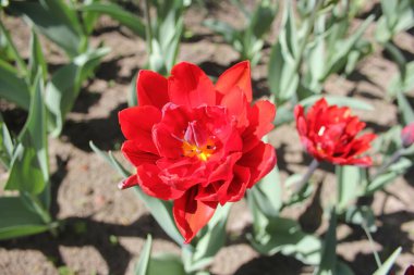 Doğada güzel ve sulu laleler