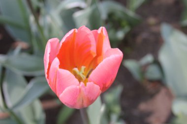 Doğada güzel ve sulu laleler