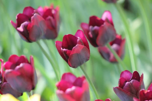 Schöne Blumen Urlaubsgeschenk — Stockfoto