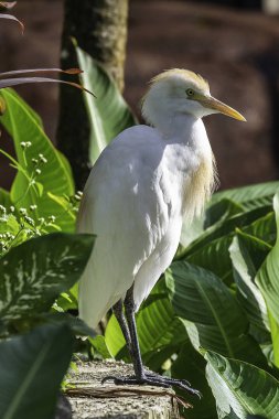 Kuala Lumpur, Bird park clipart