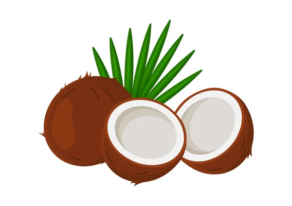 Cocos Tropicales Con Hojas Aisladas Sobre Fondo Blanco Ilustración Vectorial — Archivo Imágenes Vectoriales