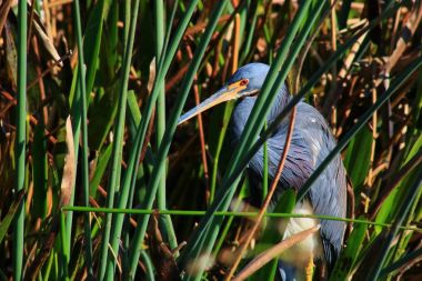 Mavi balıkçıl Green Cay Wetlands Boynton Beach Florida ABD 'de uzun çimlerde