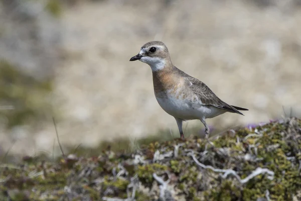 Female Mongolian plover standing in the tundra summer day — Stock Photo, Image