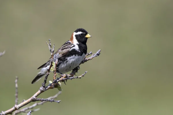 Lapland Bunting male sitting on a branch in the tundra — Stock Photo, Image