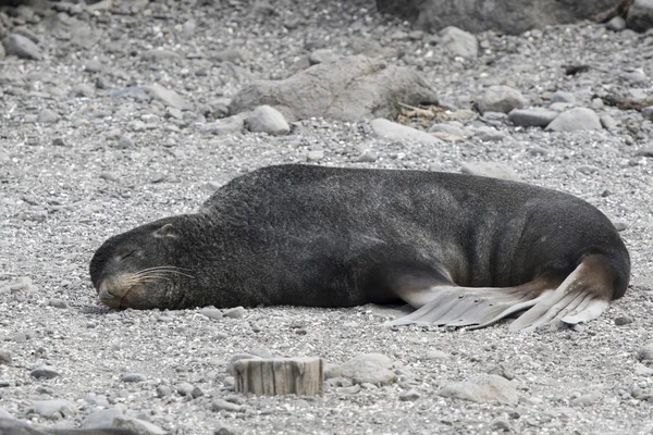 Mężczyzna kotik zwyczajny leżącego na wybrzeżu Oceanu — Zdjęcie stockowe