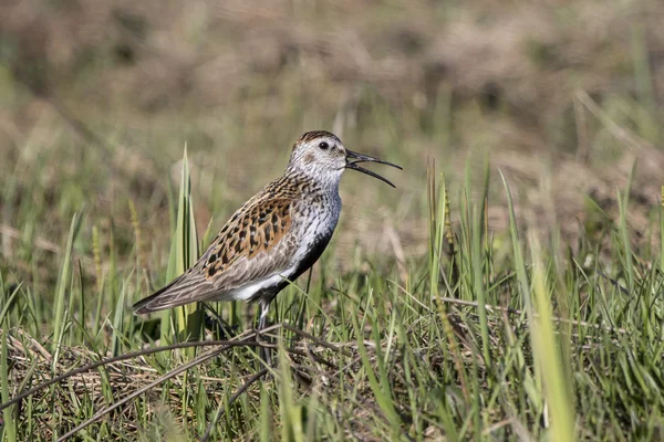 Cantando Dunlin macho en la pantanosa tundra Bering Island — Foto de Stock