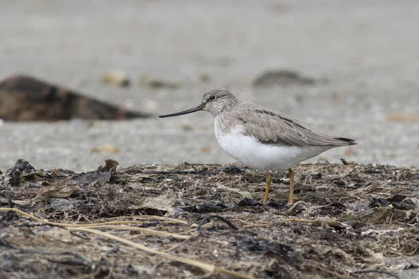 Terek Sandpiper de pie en la orilla de un pequeño estante — Foto de Stock