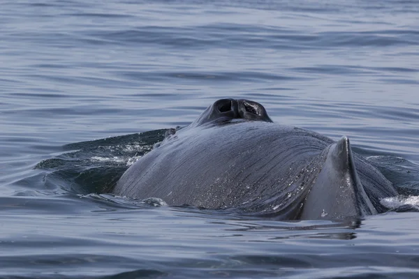 Espalda y soplar ballena jorobada verano sol día —  Fotos de Stock