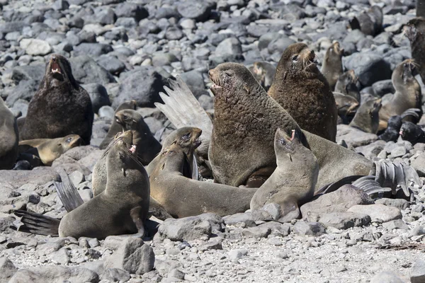 Harem of northern fur seal rookery on a hot sunny day — Stock Photo, Image