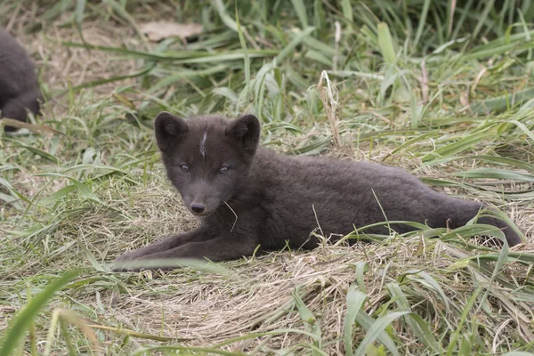 Köpek yavrusu komutanları burrows yatıyor Kutup tilkisi mavi — Stok fotoğraf