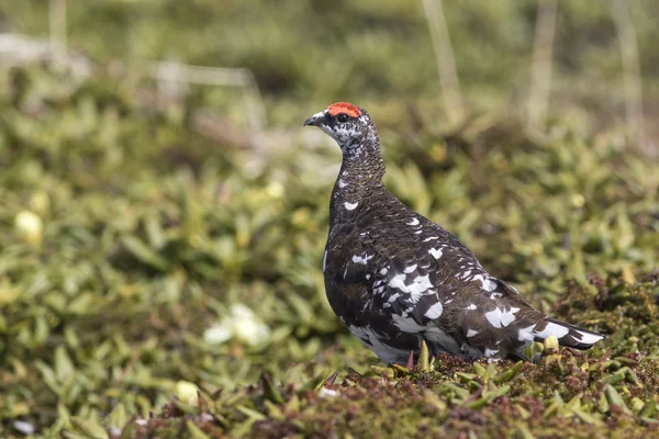 Male Rock Ptarmigan in the summer tundra sunny morning — Stock Photo, Image