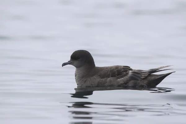 Short-tailed petrel which sits on the water foggy overcast day — Stock Photo, Image