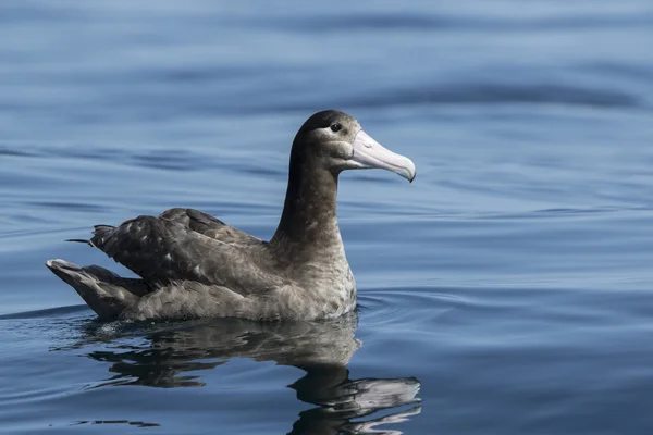 Giovane coda corta albatross seduto sull'acqua dell'oceano estate d — Foto Stock