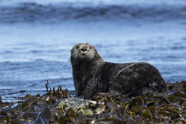 Lontra-do-mar sentado na costa rochas dia de verão — Fotografia de Stock