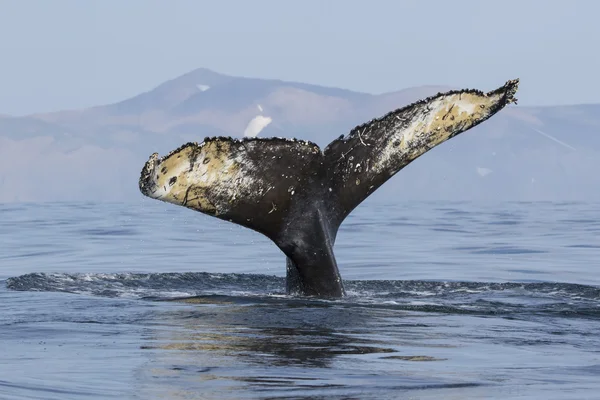 Tail humpback whale who dives into the water on the background o — Stock Photo, Image