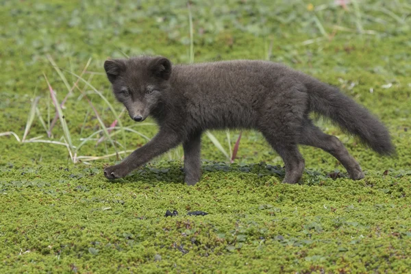 Командиры синего щенка арктической лисы бегут по зеленой тундре — стоковое фото