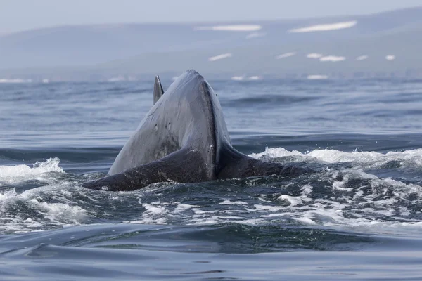 Baleia jubarte antes de mergulhar na água no fundo de — Fotografia de Stock