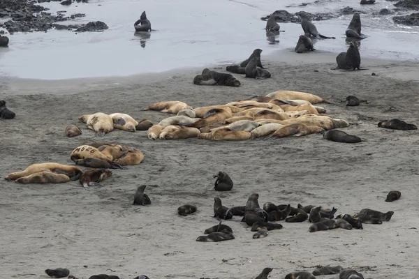 Rookery Steller deniz aslanları ve Kuzey kürk fokları sahilde — Stok fotoğraf