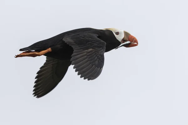 Getuft papegaaiduiker vliegen in een kolonie met een vis in zijn bek — Stockfoto