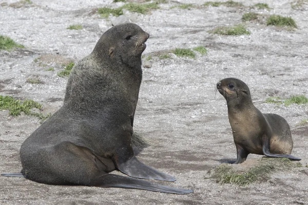 Jonge mannelijke en vrouwelijke noordelijke bont zeehonden op het strand Bering Isl — Stockfoto