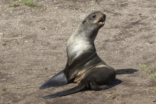 Giovane foca pelliccia settentrionale seduta sulla sabbia — Foto Stock