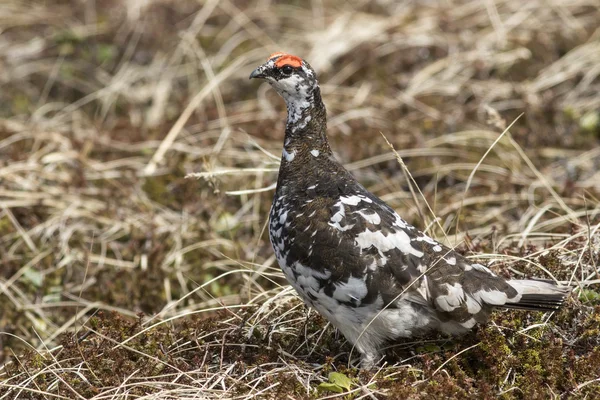 Male Rock ptarmigan in a summer dress on a background of yellowe — Stock Photo, Image