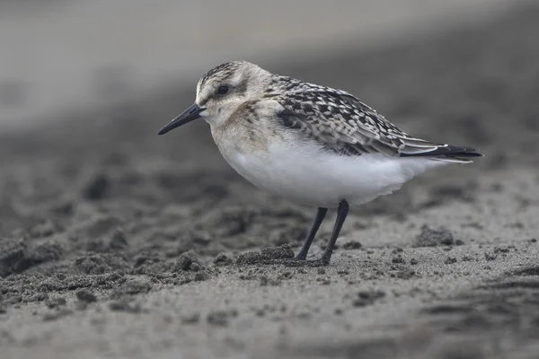 Sanderling en el traje de otoño nublado día nublado — Foto de Stock