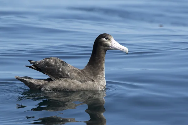 Młody krótko tailed albatross siedzi na wodę słoneczne lato d — Zdjęcie stockowe