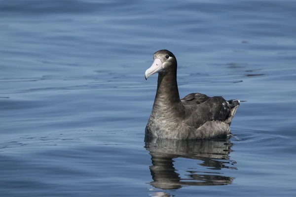 Jonge Carollia albatross zittend op het water een zomerdag — Stockfoto