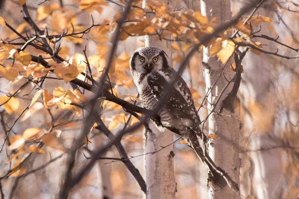 Búho halcón sentado en una rama en el bosque soleado día de otoño —  Fotos de Stock
