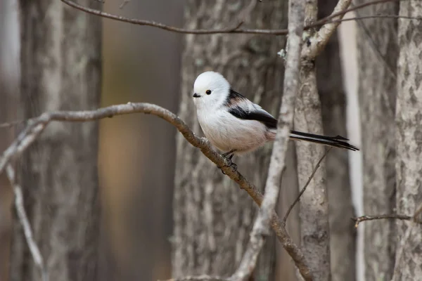 Long-tailed tit is sitting on a tree branch autumn day — Stock Photo, Image