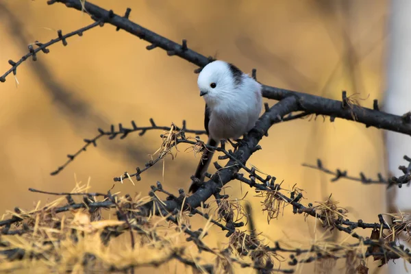 Long-tailed tit is sitting on a tree branch in autumn sunny day — Stock Photo, Image