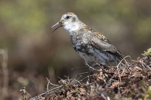 Rock sandpiper which sits on a hummock in the tundra and sings — Stock Photo, Image