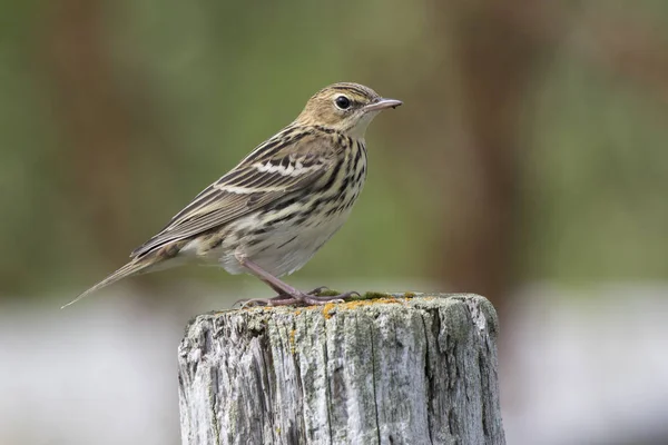 Siberian Pipit sitting on a wooden post summer day — Stock Photo, Image