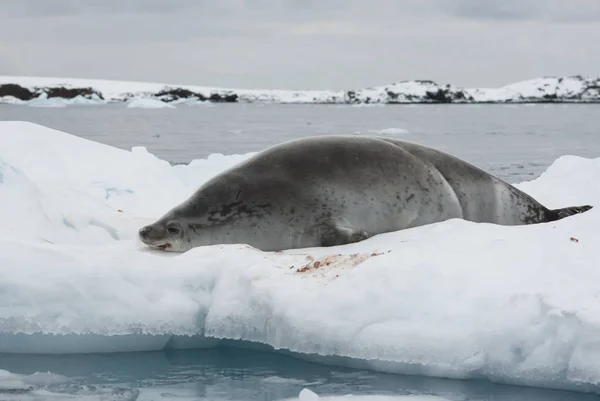 Kıyıya yakın buz üzerinde yatan crabeater seal — Stok fotoğraf