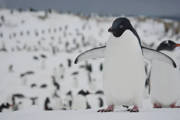 Adelie tučňák, který stojí ve sněhu na pozadí th — Stock fotografie