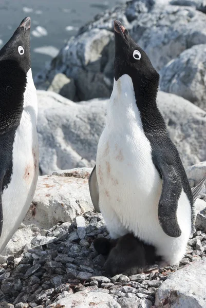 Hembra pingüino Adelie cerca del nido que da la bienvenida al macho appro — Foto de Stock
