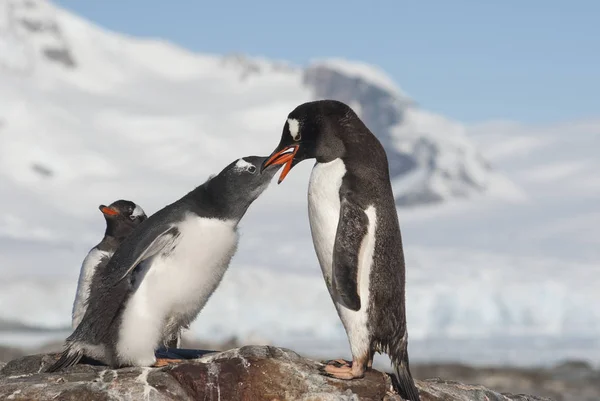 Самка Gentoo кормит больших цыплят на вершине склона — стоковое фото