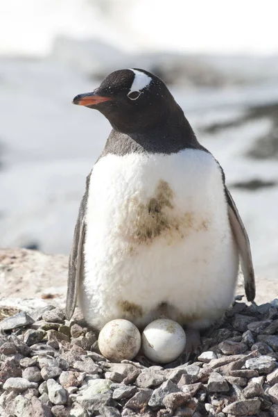 Kvinnliga Gentoo pingviner i boet med två ägg — Stockfoto