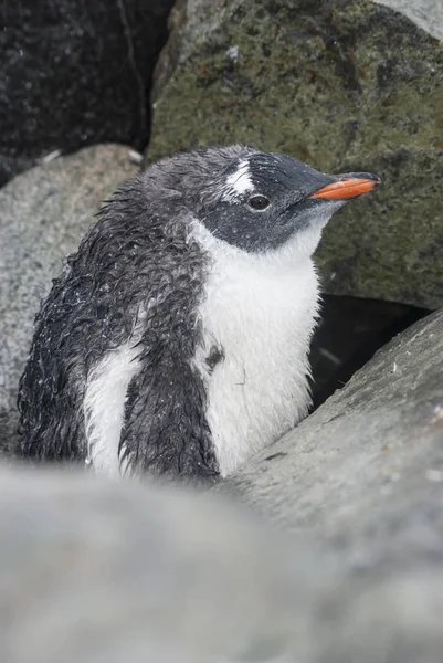 Gentoo pingüino muda polluelo escondido entre las rocas en la lluvia — Foto de Stock