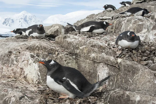 Gentoo pingvinkoloni på en sluttning på västkusten av myran — Stockfoto